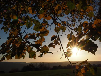 树叶，太阳，耀眼的星星，阳光，林德，背光，阳光，秋天