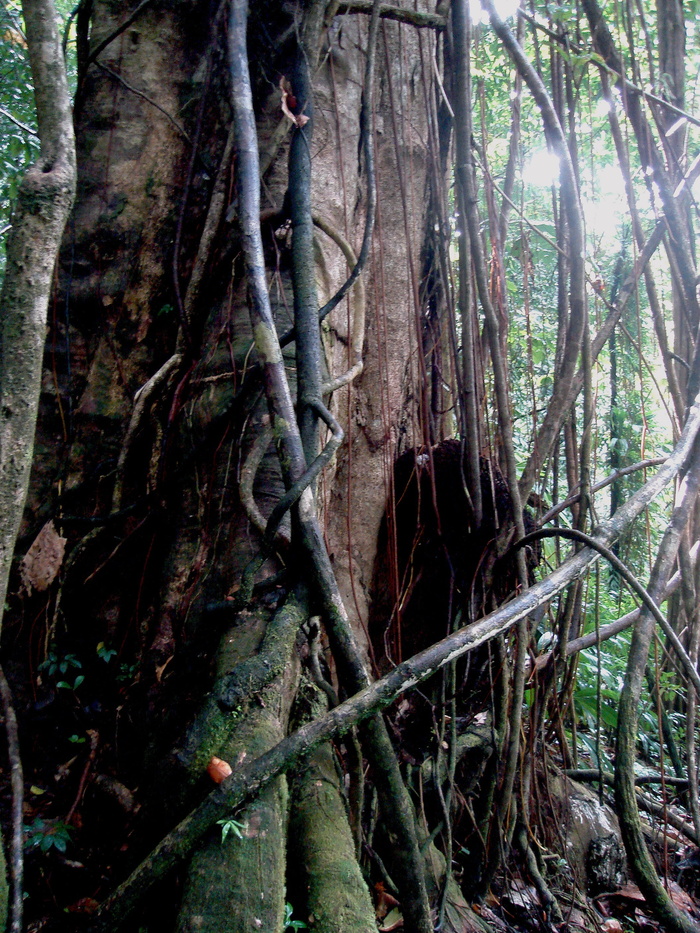 tangled，tree，jungle，domenica，trees，flora，nature，tangle