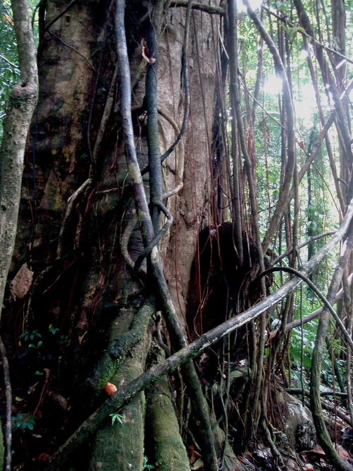 tangled，tree，jungle，domenica，trees，flora，nature，tangle