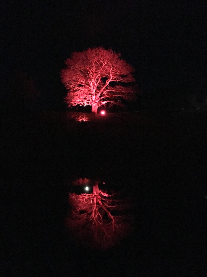 tree，trollhättan，old valley，蓝色夜晚，黑暗，夜晚，配色方案，红色