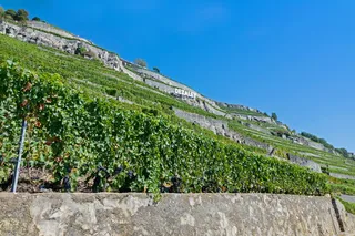 葡萄藤，葡萄园，葡萄酒，葡萄酒红，葡萄藤，日内瓦湖，拉沃，植物