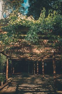 明亮，颜色，日光，明亮，颜色，日光，环境，花园，绿色，生长