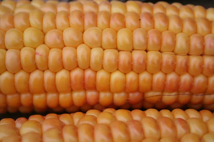 玉米棒，玉米，黄金，橙色，黄色，天然，蔬菜，谷物