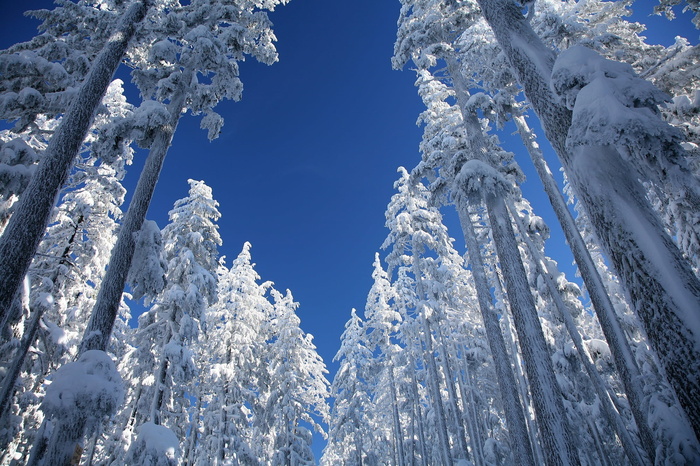 低角度摄影，松树，白天，雪，黄松，树木，冬天，覆盖