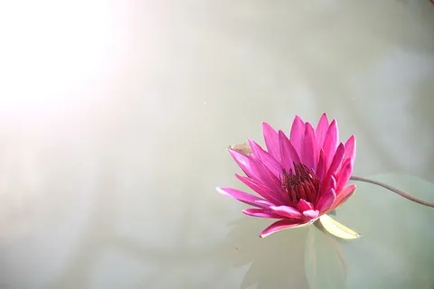 粉红卢托斯花 粉红卢托斯花