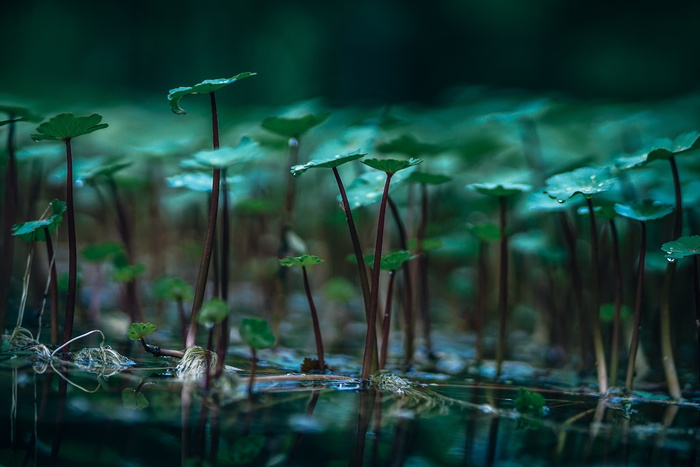 植物，自然，绿色，叶子，草药，农场，种植，花园