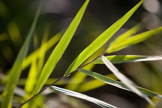 自然、价格、植物、花园、秋天、泳池、灯光、绿色