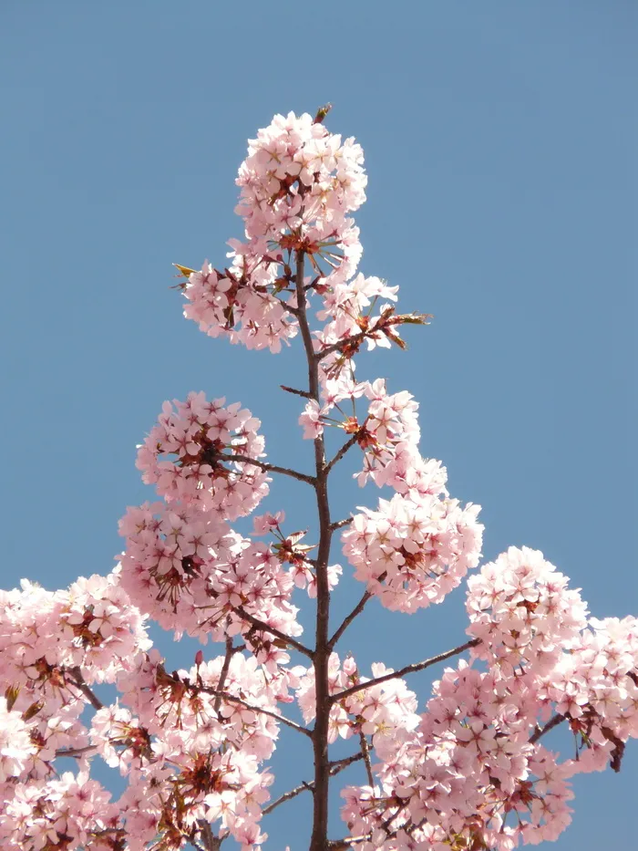 樱花，开花，开花，树，日本樱花，日本开花樱花，樱花，樱花