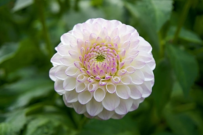 特写，大丽花，花，花园，自然，植物，花瓣，夏天