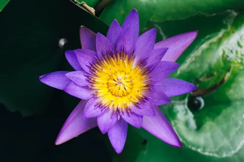 花，睡莲，紫色，池塘，睡莲垫，花瓣，脆弱，新鲜