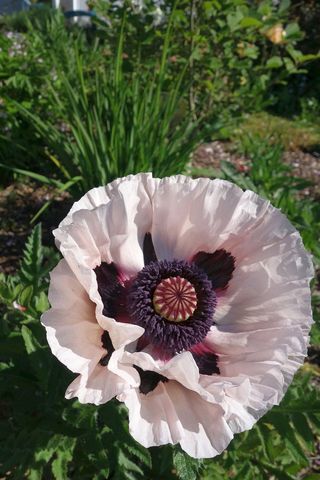 土耳其罂粟，花园，罂粟，佩林·莫恩，园艺罂粟，自然，罂粟花，东方罂粟