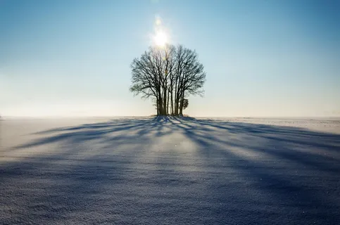 照片,光秃秃的,树,白天,冬天,风景,孤独,阳光 照片,光秃秃的,树,白天,冬天,风景,孤独,阳光