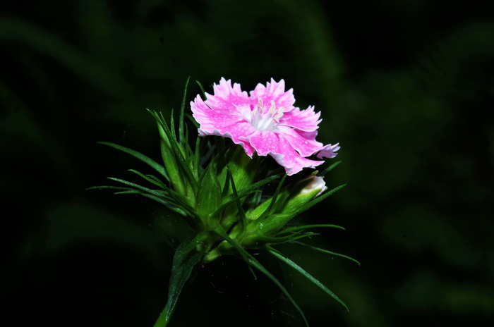 选择性，聚焦摄影，粉红色，石竹花，花，康乃馨，康乃馨粉，开花植物