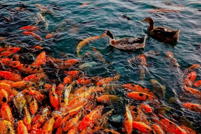 动物，颜色，鸭子，鱼，锦鲤，锦鲤鱼，很多，橙色