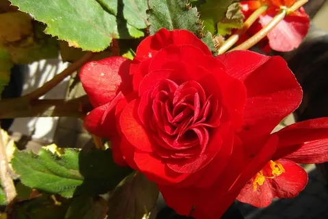 秋海棠，花，花园，红色，植物，开花植物，植物，自然之美