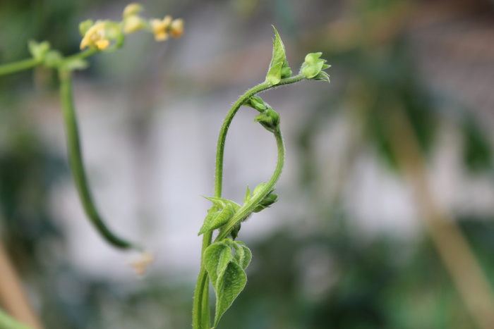 豆子花、绿色、蔬菜、植物、生长、绿色、特写、聚焦前景