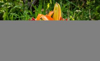 自然，皇冠，植物，花朵，生长，新鲜，无人，复制空间