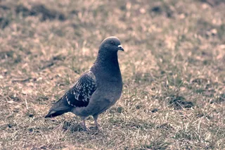 捕获、鸟类、如何捕获、它们、动物主题、脊椎动物、动物、野生动物