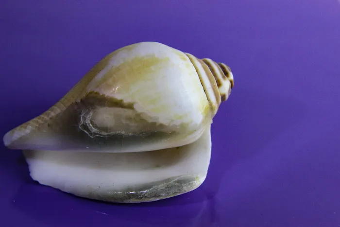 贝类，贝壳，无脊椎动物，蜗牛，腹足类，海洋，自然，特写