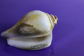 贝类，贝壳，无脊椎动物，蜗牛，腹足类，海洋，自然，特写