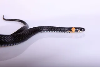 蛇，滑翔，动物，黑色，冷血，狡猾，危险