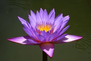 百合，花朵，睡莲，热带，白昼花，睡莲，胎生，蓝睡莲