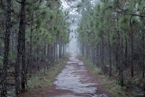 树,自然,植物,绿色,秋叶,自然,植物,蕨类 树,自然,植物,绿色,秋叶,自然,植物,蕨类