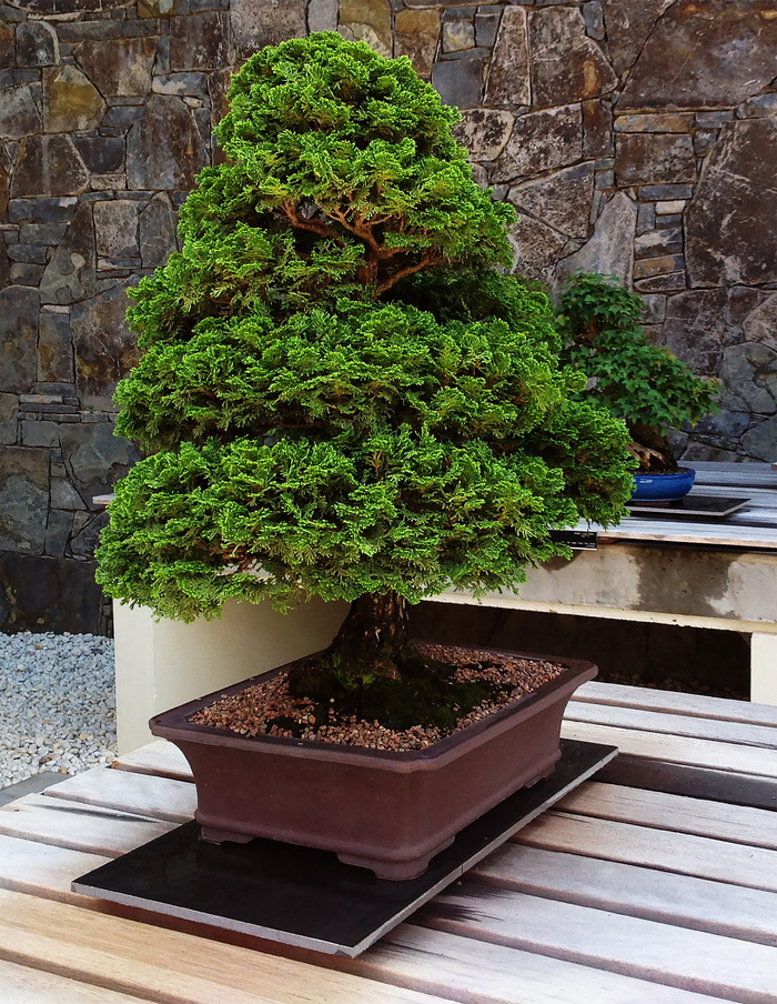 盆景，树木，植物，花园，日本，盆景，树木，传统，东方