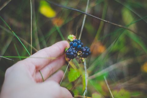 手、草、水果、树叶、浆果、特写、颜色、新鲜
