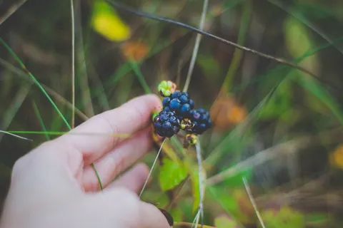 手、草、水果、树叶、浆果、特写、颜色、新鲜