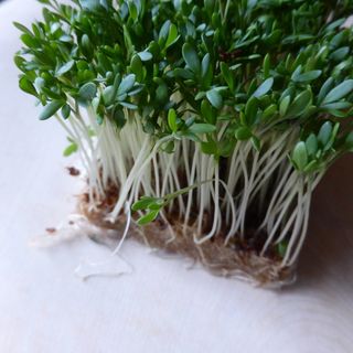 水芹，草本，绿色，植物，香料，新鲜，健康，草本花园