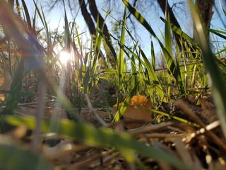特写，特写，昆虫学，草，自然，地面，草地，山谷