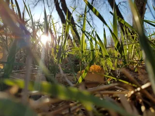 特写，特写，昆虫学，草，自然，地面，草地，山谷