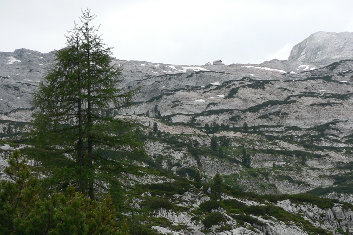 steinernes meer，小屋，山，树，奥地利，石头，山，自然