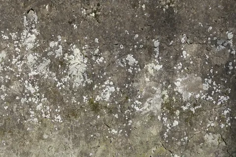 混凝土墙,墙,编织,混凝土,混凝土元件,污垢,杂草丛生,清水混凝土 混凝土墙,墙,编织,混凝土,混凝土元件,污垢,杂草丛生,清水混凝土