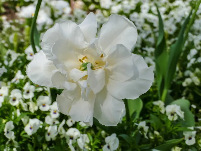 特写, 照片, 白, 郁金香花, 白色肿瘤, 三色堇白, 花, 植物