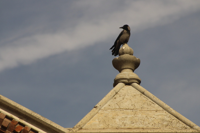 鸟，高度，透视，脊椎动物，动物，建筑，动物主题，没有人