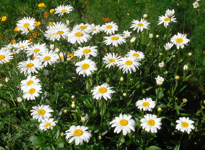 关键词fotomontáž，植物，白花，开花植物，花，新鲜度，脆弱性，脆弱性