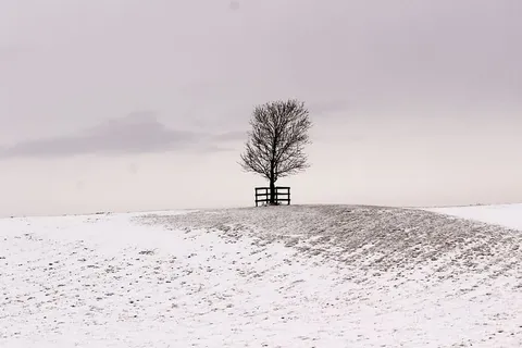 雪山上的一棵树,背景是雾 雪山上的一棵树,背景是雾