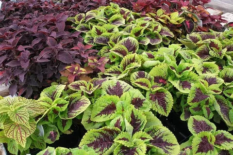 Coleus植物 Coleus植物