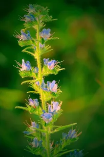 花，鼠尾草，草地，自然，紫色，开花植物，植物，自然之美