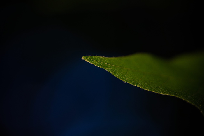 绿叶, 叶, 植物, 绿色, 蓝色, 黑暗, 纹理, 抽象