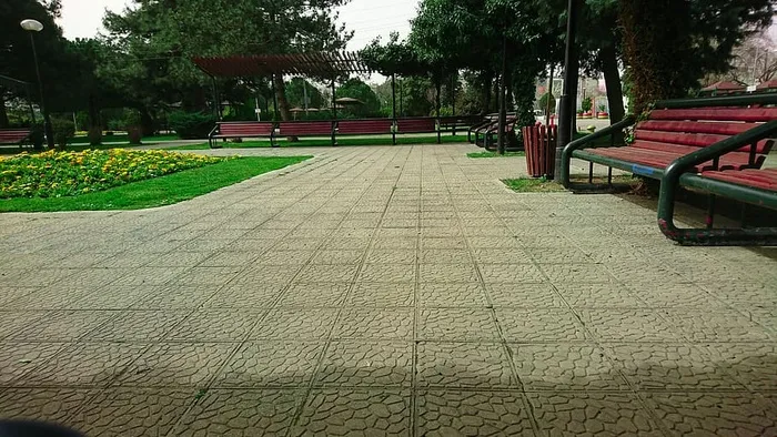 植物，树，公园，白天，人行道，自然，空的，长凳