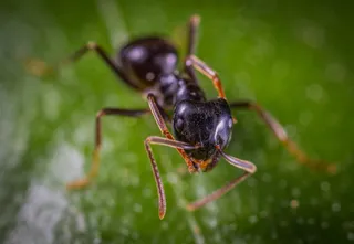蚂蚁特写照片
