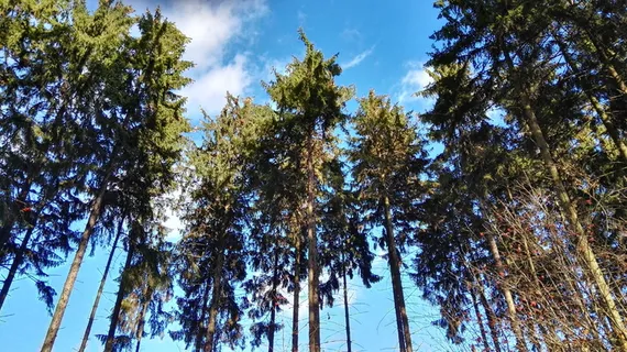 森林, 树, 查看, 天空, 从底部, 光, 春天, 自然