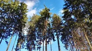 森林, 树, 查看, 天空, 从底部, 光, 春天, 自然