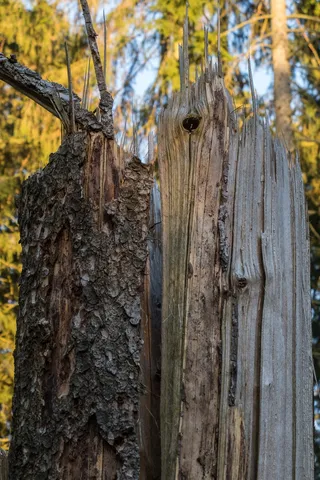 风暴伤害，树，风暴，取消，前进，伤害，原木，木材