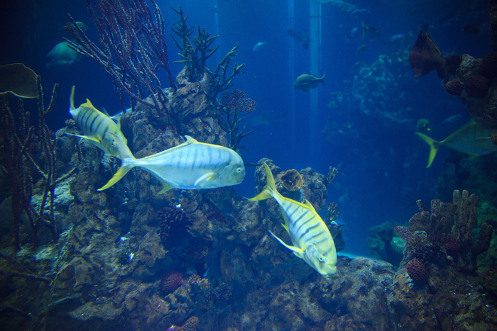 银鱼，水下，动物，动物，水族馆，蓝色，珊瑚，蓝色