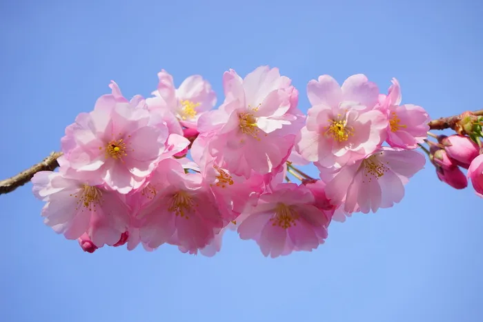 选择性，聚焦摄影，粉红色，有瓣花，日本樱花树，花，日本开花樱花，观赏樱花
