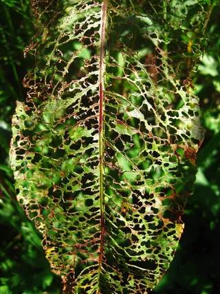 被吃掉的叶子，酸模叶子，绿色，夏天，花园，草地，自然，侵扰